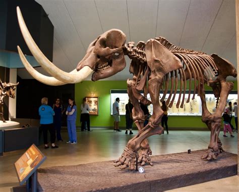 Explore The La Brea Tar Pits To See Where Mammoths Roamed