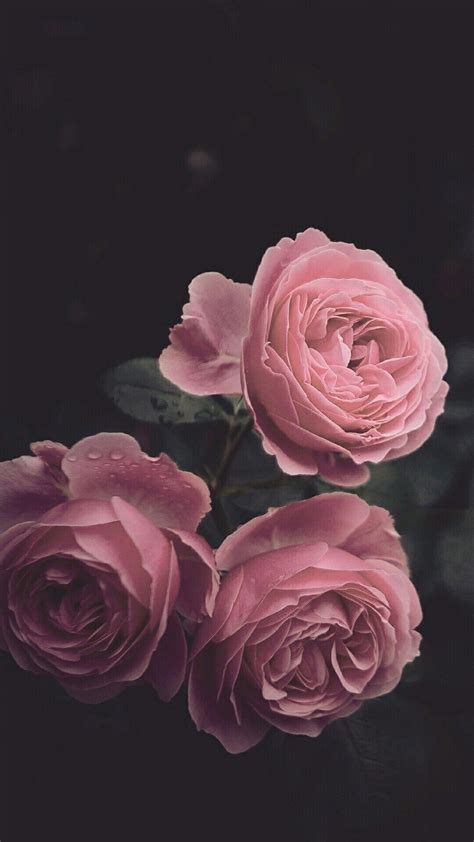 Aesthetic Pictures Of Pink Roses : What could be more romantic?