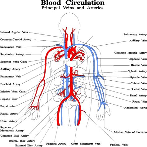 Blood Circulation | Simple More