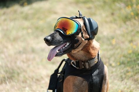 Training Navy Seal Dogs | EOUA Blog