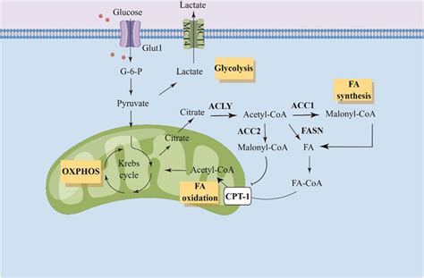 Acetyl Coa Carboxylase Pathway