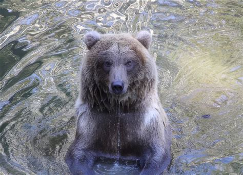 Haines, Alaska Wildlife Excursions