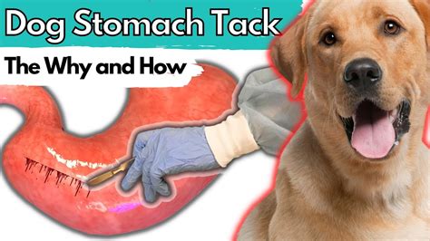 DOG Stomach Tack or Gastropexy. The How and Why for the Pet PARENT ...