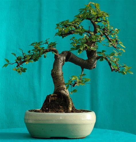 Bonsai Fruit Trees In Bangalore | Fruit Trees