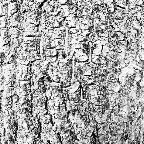 Tree Bark Texture, Tree, Texture, Bark PNG Transparent Clipart Image ...