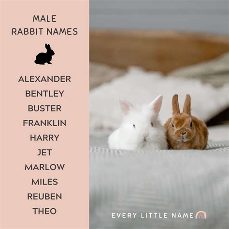 230+ Best Rabbit Names for Your Pet Bunny - Every Little Name