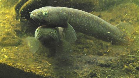 Mudfish: New Zealand freshwater fish