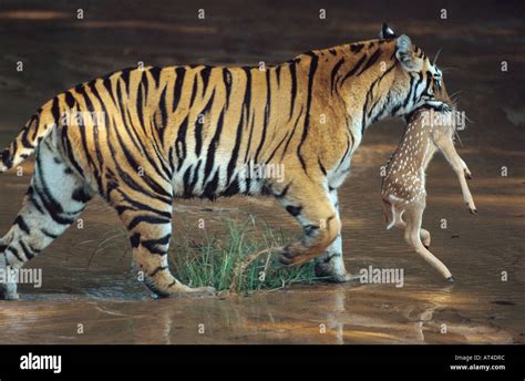 Bengal tiger (Panthera tigris tigris), adult female with prey, India ...