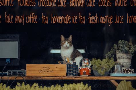 Cat Cafe Photos, Download The BEST Free Cat Cafe Stock Photos & HD Images