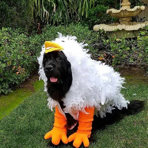 12 Newfies That Are Going To Get All Your Treats On Halloween | Dog ...