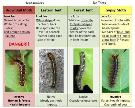 Strange caterpillar | AirGun Forums