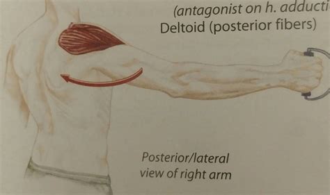 Shoulder Horizontal Abduction | Scapula, Deltoids, Anatomy