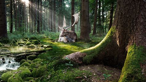 Woodland Animals Wallpaper (32+ images)