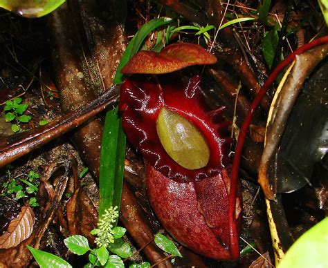 Nepenthes rajah, care of the giant carnivore - DIY Gardens