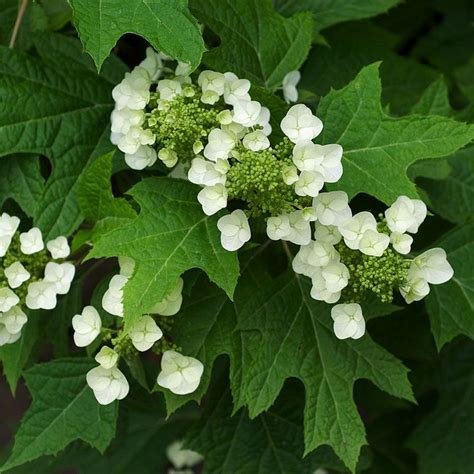 Types of Hydrangeas | Plant Addicts