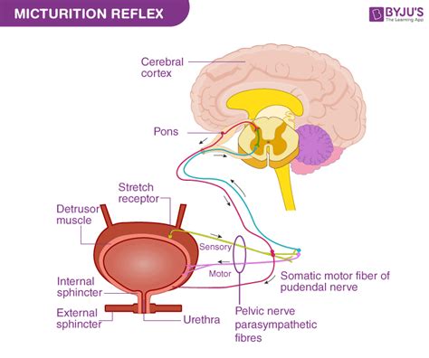 Micturition Reflex - Labelled Diagram