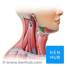 Hyoglossus muscle: Attachments and function | Kenhub