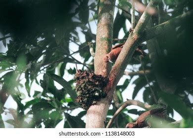 785 Birds Eat Ants Images, Stock Photos & Vectors | Shutterstock