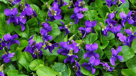 Sweet Violet (Viola odorata) - British Plants - Woodland Trust