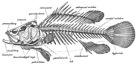 Perch Internal Anatomy