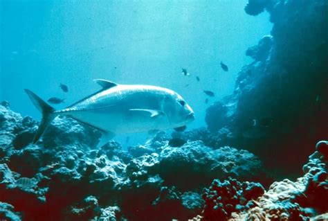 Giant trevally - Facts, Diet, Habitat & Pictures on Animalia.bio