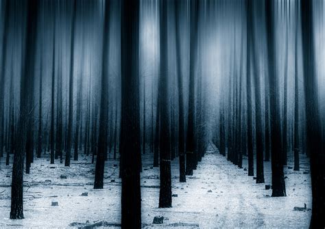 Dark Forest Woods Snow Winter 8k Wallpaper,HD Nature Wallpapers,4k ...