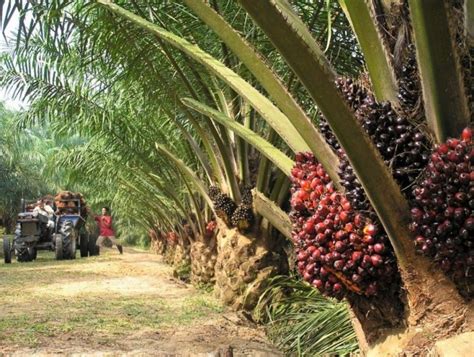 Perumusan Strategi Pemasaran Bahan Tanaman Kelapa Sawit Btks Pada | The ...