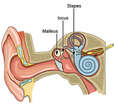 The Smallest Bones In our Body Make a Big Difference - Hearing ...