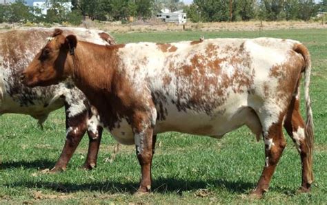 Heritage Shorthorn (Native) - The Livestock Conservancy