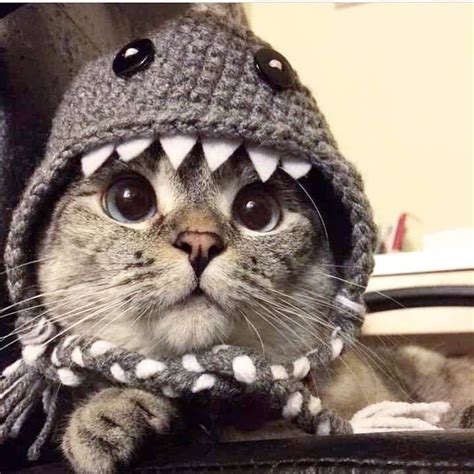 Cat In A Shark Costume Cat In Shark Costume Pictures, Photos, And ...