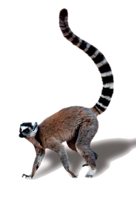 Lemur Tail Transparent Free PNG - PNG Play