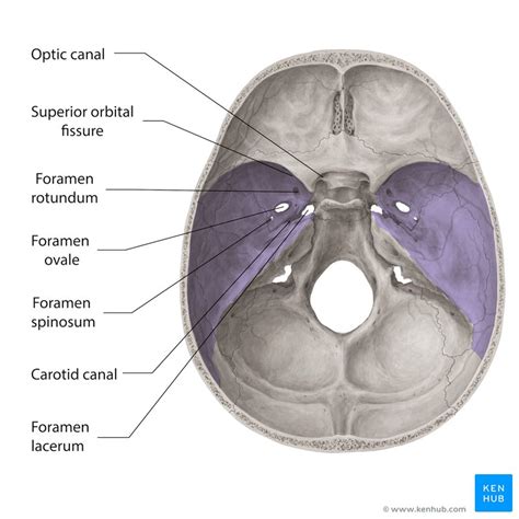 Foramina and fissures of the skull | Medical anatomy, Dental anatomy ...