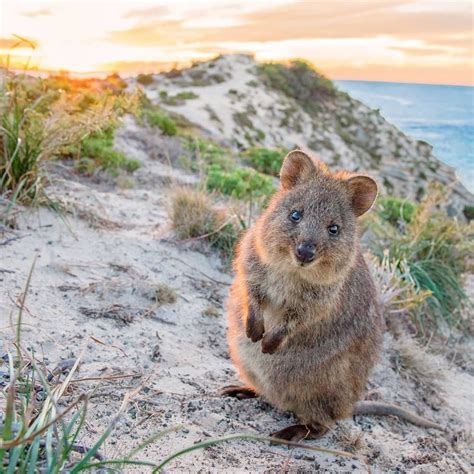 Australias Most Endangered Animals List