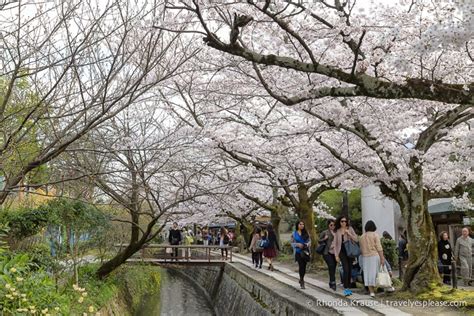 Path of Philosophy- Kyoto's Prettiest Cherry Blossom Walk