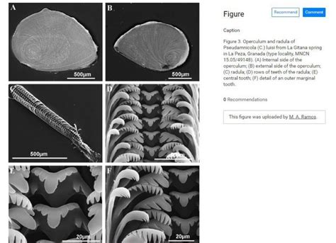 Phylum: Mollusca & their radula | Cephalopod Radula under the SEM