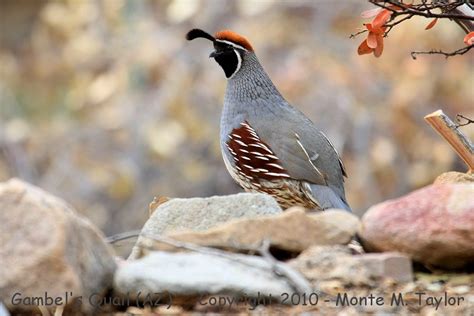 Gambel's Quail