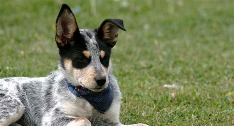 Blue Heeler Breed Information - A Guide To The Australian Cattle Dog