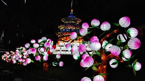 Chinese giant lanterns illuminate Edinburgh Zoo - CGTN