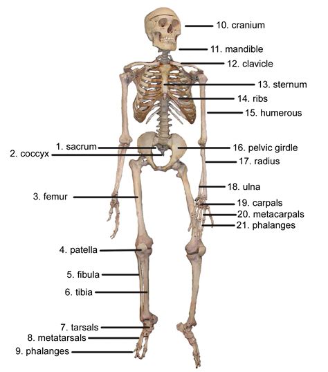 Human Skeleton Diagram Labeled