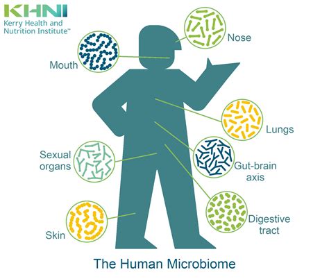 The Human Microbiome: Beyond Digestive Health – KHNI