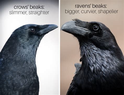 Common Raven Vs American Crow