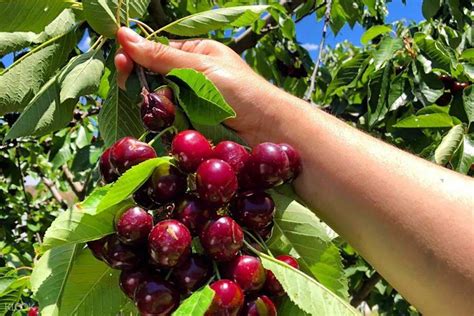 Orange Cherry Picking Day Tour from Sydney - Klook Australia