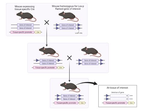 Generation of Cre-LoxP-mediated Conditional Knockout Mice | BioRender ...