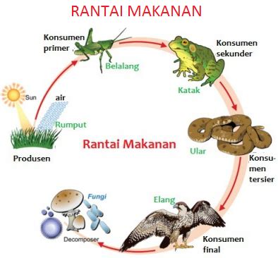 rantai makanan | Cadeia alimentar dos animais, Atividades sobre cadeia ...