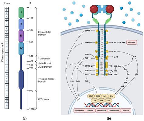 Molecules | Free Full-Text | Structural Insight and Development of EGFR ...