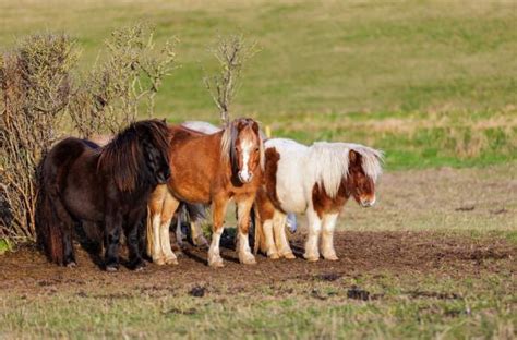 Poney Shetland : Tout Savoir sur lui ! - Blog