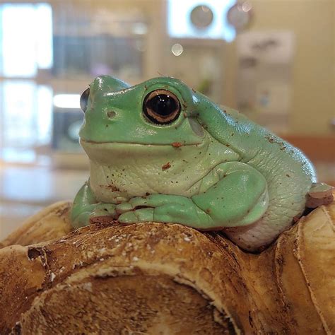 White's Tree Frog - Care Guide, Habitat Setup, Diet, and More | Tree ...