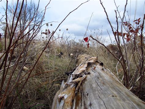 Bump on a log by chroniclesofnatalie on DeviantArt