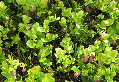 Flowering stage of the bilberry plant © Pauline E cc-by-sa/2.0 ...