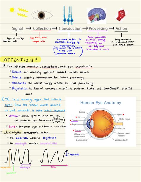 Notes in class Psychology 7 - PSYC 1000 - Studocu